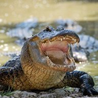 Gator_Chompz