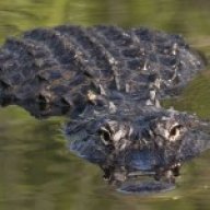 URGatorBait
