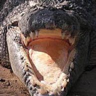 GatorGrad
