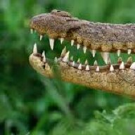 RiverRat