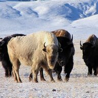 Great White Buffalo